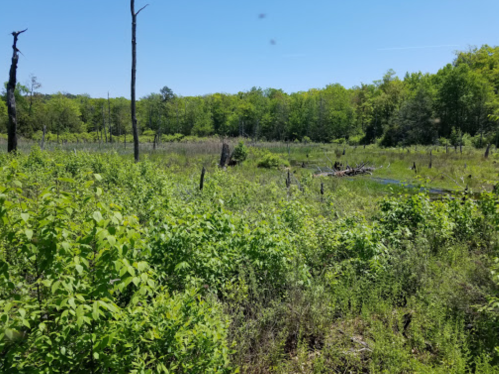 Lush green wetland with tall grasses, scattered trees, and a clear blue sky in the background.