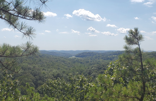 A scenic view of rolling green hills under a blue sky with fluffy clouds, framed by pine trees.