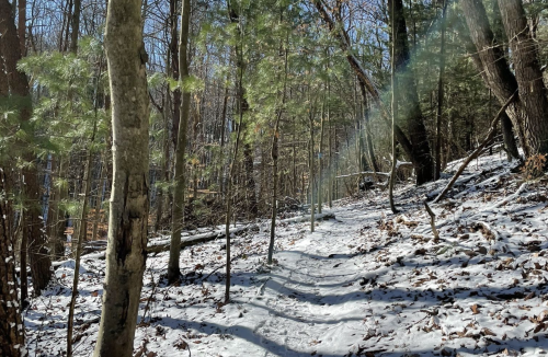 A snowy forest trail winding through trees under a clear blue sky. Sunlight creates a rainbow effect on the path.