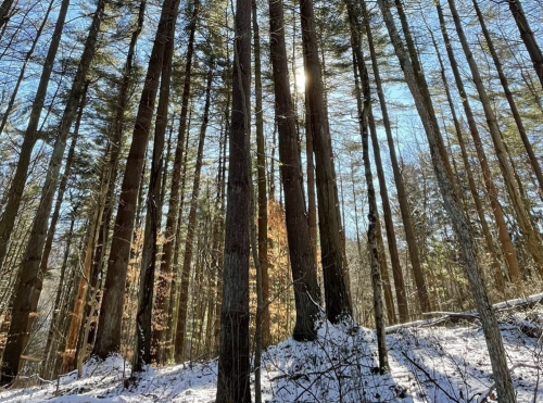 Tall trees in a snowy forest with sunlight filtering through the branches on a clear day.