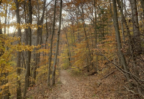 A winding trail through a forest with autumn leaves, surrounded by tall trees and a serene atmosphere.