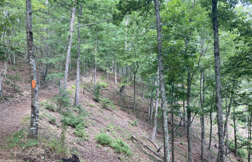 A wooded area with green trees and a dirt path, featuring an orange trail marker on a tree trunk.