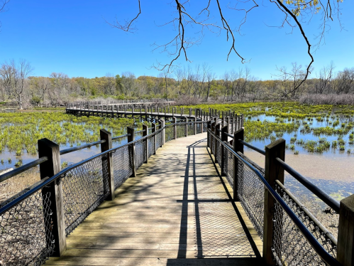 A wooden boardwalk winds through a wetland area, surrounded by greenery and blue skies.