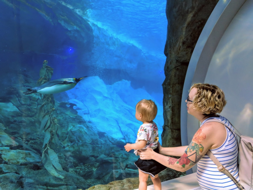 A child and an adult watch a penguin swimming in a large aquarium tank. Bright blue water surrounds them.