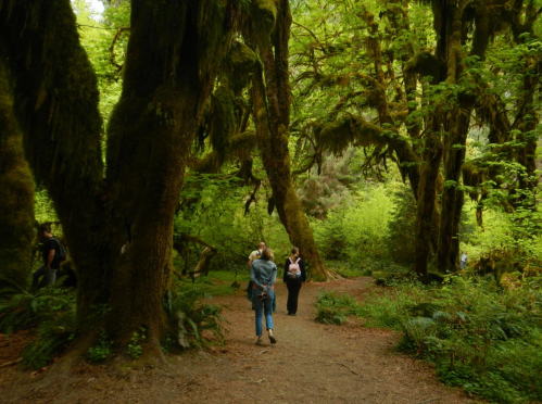 Two people walk along a path in a lush, green forest filled with tall trees and vibrant foliage.