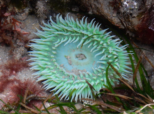 A green sea anemone with long, slender tentacles on a rocky ocean floor, surrounded by seaweed and other marine life.