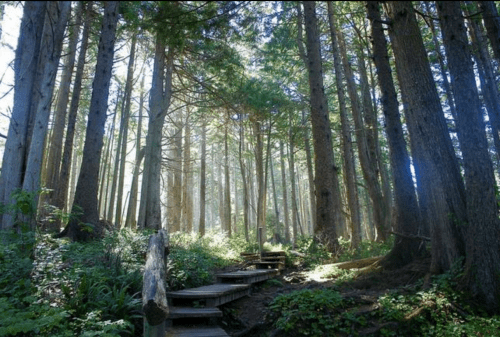 A serene forest scene with tall trees and a wooden path winding through lush greenery and dappled sunlight.