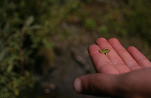 A hand holding a small green leaf against a blurred natural background.