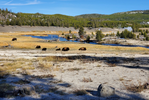A serene landscape featuring a river, grassy fields, and several bison grazing under a clear blue sky.
