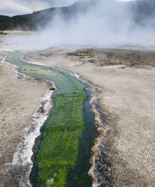 A winding, vibrant green stream flows through a geothermal area, surrounded by steam and rocky terrain.