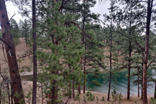 A serene landscape featuring tall pine trees surrounding a calm, greenish-blue lake.