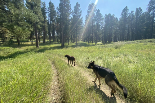 Two dogs walking on a dirt path through a sunlit forest with tall grass and pine trees.