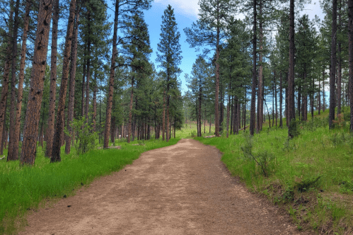 A dirt path winds through a lush green forest with tall pine trees under a clear blue sky.