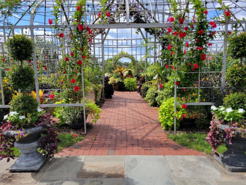 A vibrant greenhouse pathway lined with colorful flowers and lush greenery, leading to an archway of plants.