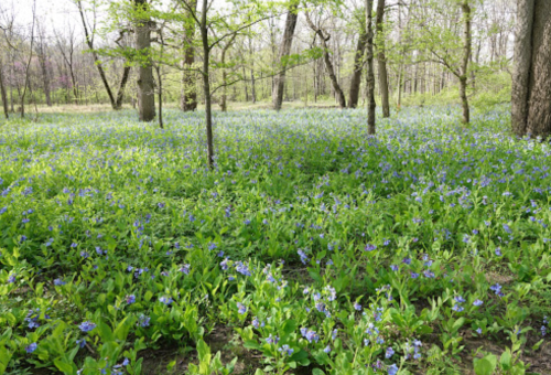 A lush forest scene with a carpet of blue flowers and green foliage under tall trees.