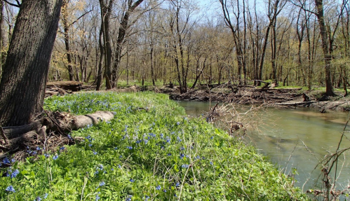 A serene stream flows through a wooded area, surrounded by green grass and blooming blue flowers under a clear sky.