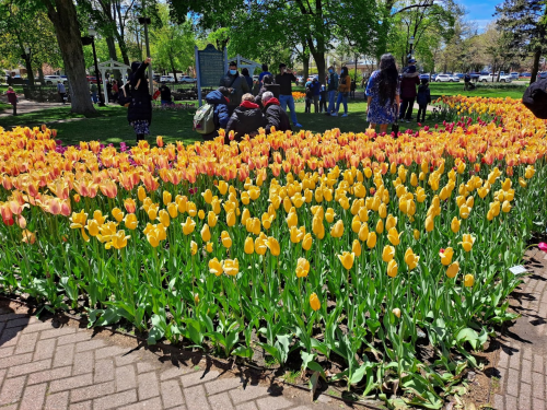 A vibrant display of yellow and pink tulips in a park, with people enjoying the scenery in the background.