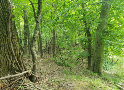 A lush green forest with tall trees and a winding path through dense foliage.