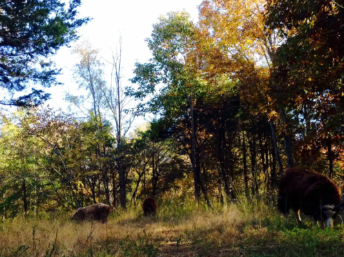 Three cows grazing in a grassy area surrounded by trees with autumn foliage.