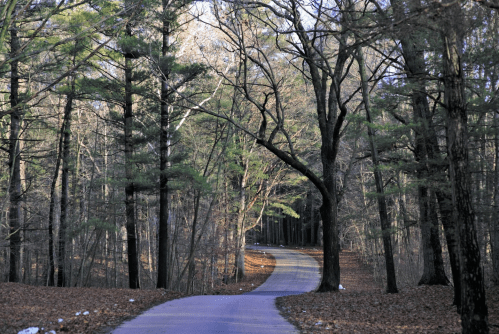 A winding path through a forest with bare trees and scattered leaves on the ground, illuminated by soft sunlight.