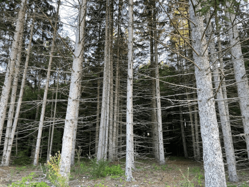 A dense forest with tall, slender trees and sparse foliage, creating a shadowy, tranquil atmosphere.