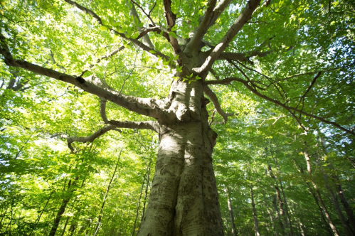 A tall tree with a thick trunk and lush green leaves, viewed from below, surrounded by a forest.