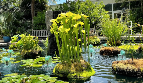 A serene pond with vibrant green pitcher plants and lily pads, surrounded by lush greenery and a peaceful atmosphere.