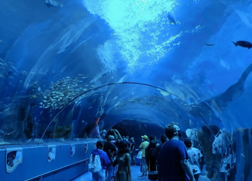 Visitors explore an underwater tunnel in an aquarium, surrounded by various fish and marine life in blue waters.