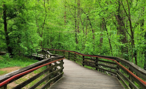 A winding wooden boardwalk through lush green trees in a serene forest setting.