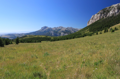 A vast green meadow with wildflowers, surrounded by mountains under a clear blue sky.