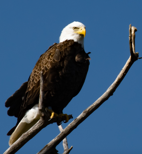 A bald eagle perched on a branch against a clear blue sky, showcasing its distinctive white head and dark brown body.