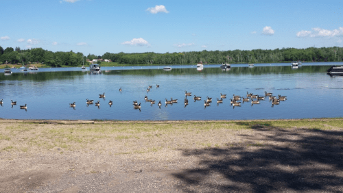 A serene lake scene with ducks swimming and boats moored along the shore under a clear blue sky.