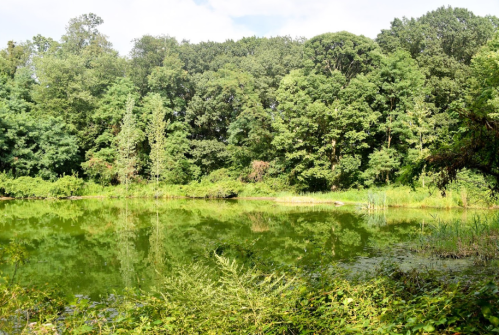 Lush green trees surround a calm pond, reflecting the vibrant foliage under a bright sky.