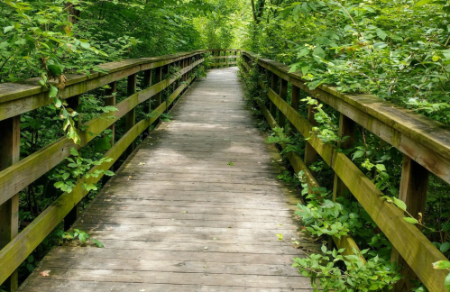 A wooden boardwalk surrounded by lush greenery, leading into a serene forest.