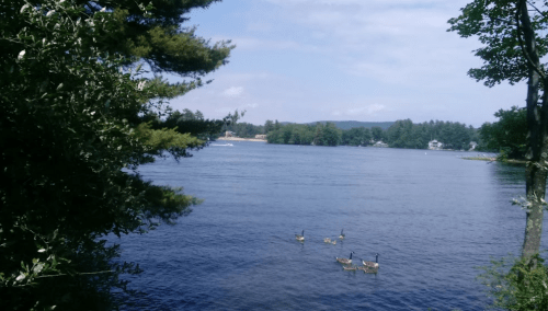 A serene lake scene with geese swimming, framed by trees and a clear blue sky in the background.