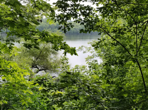 A serene view of a calm lake framed by lush green foliage and trees.
