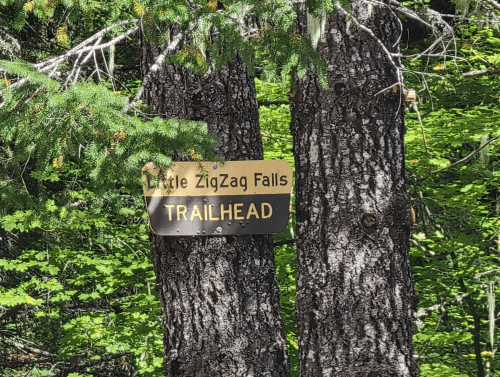 Sign for Little ZigZag Falls Trailhead, mounted on two trees in a lush green forest.