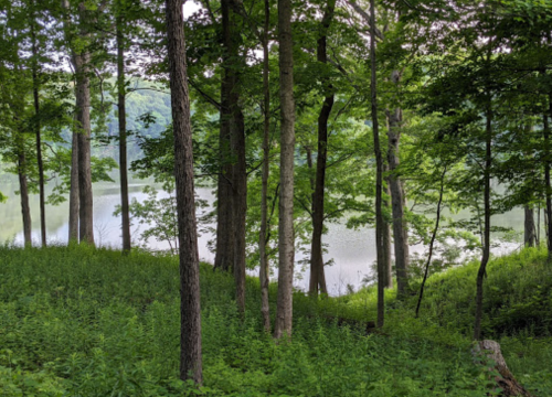 Lush green trees surround a serene lake, with vibrant foliage and a peaceful atmosphere in a natural setting.