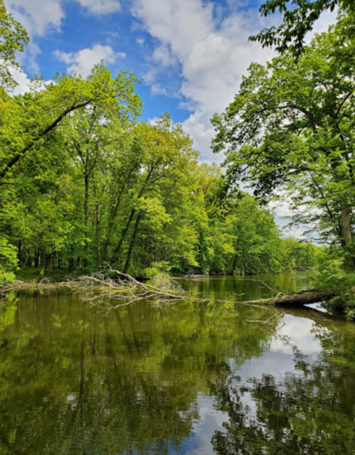 Lush green trees reflect in calm water under a blue sky with fluffy clouds, creating a serene natural landscape.