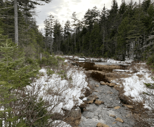 A serene forest scene with a stream flowing through snow-covered ground and evergreen trees under a cloudy sky.