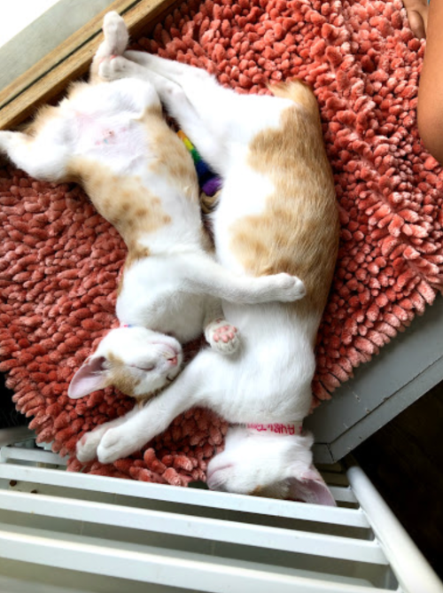 Two orange and white cats sleeping together on a fluffy pink rug, curled up in a cozy position.