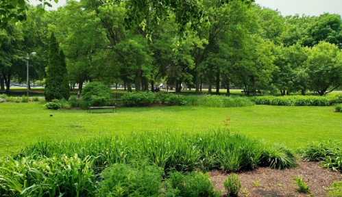 Lush green park with trees, grass, and a bench, creating a serene outdoor space.