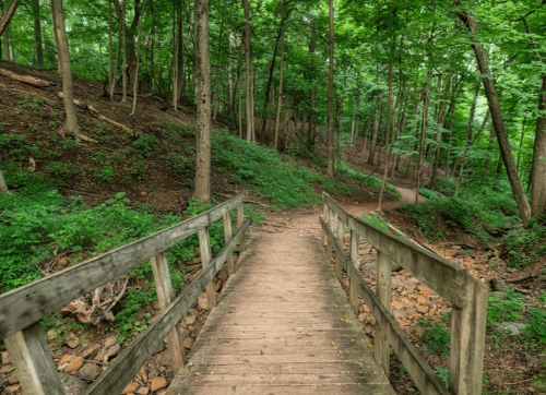 A wooden bridge crosses a path through a lush green forest with trees and underbrush on either side.