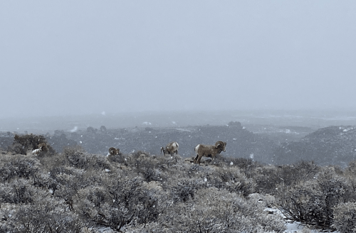 A group of deer running through a snowy landscape with sparse vegetation and a gray, overcast sky.