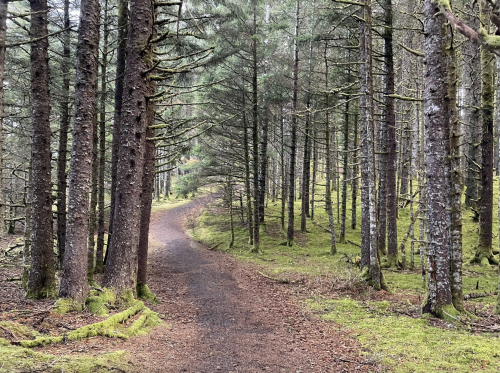 A winding path through a dense forest of tall trees and lush green moss on the ground.