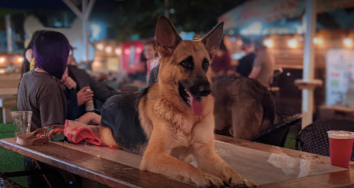 A German Shepherd lies on a table at a lively outdoor gathering, with people and lights in the background.