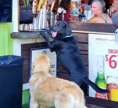 A black dog leans on a bar counter, while a golden retriever stands nearby, both in a lively outdoor setting.