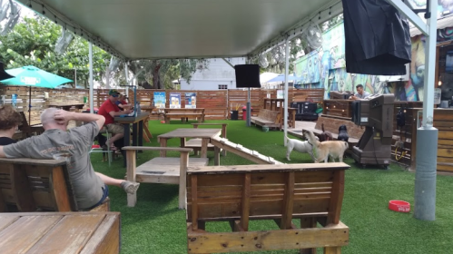 A lively outdoor space with wooden seating, artificial grass, and dogs playing, surrounded by colorful murals.