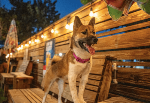 A happy dog stands on a wooden bench in a cozy outdoor setting, illuminated by string lights at dusk.