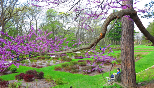 A serene garden scene with blooming purple flowers, a large tree branch, and a person sitting on a bench reading.